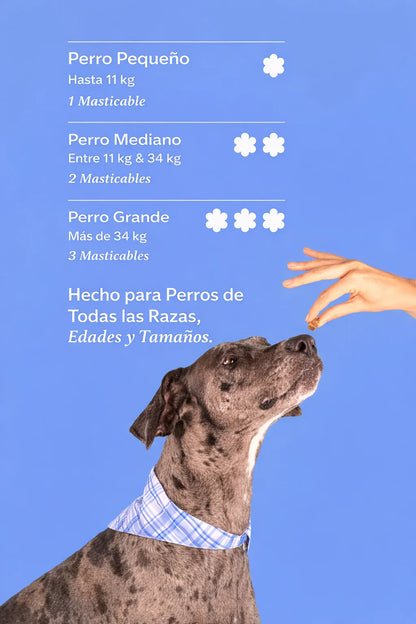 Dog is Human Probiótico Multivitamínico Premium - Mejora el Sistema Inmunológico 🦠☠️🐶